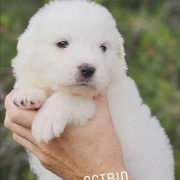 ASTRID - White female Great Pyrenees puppy in Trinidad, Colorado from Prospect Pyrenees