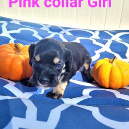 Pink - Black white and tan female Cockapoo puppy in Dayton, Ohio from There's no place like home spaniels