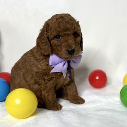 Purple collar - Red  female Goldendoodle puppy in Monrovia, California from Fancy Paws Inc