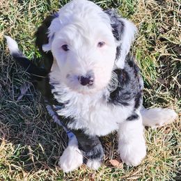 Sheepadoodle Puppies from Jaqueline Sparks
