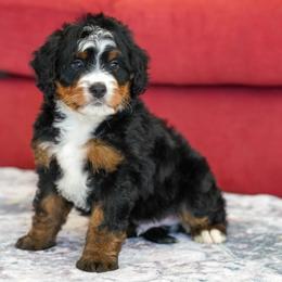 Brady - Tri-color male Bernedoodle puppy in Dundee, Ohio from Down Home Doodle