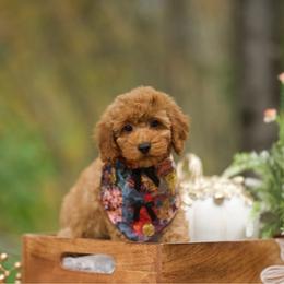 Jess - Red male Cockapoo puppy in Deming, Washington from Heavenly Puppies to Love