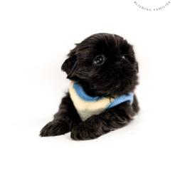 Drizzy - Blue male Shih Tzu puppy in League City, Texas from Divine Pups