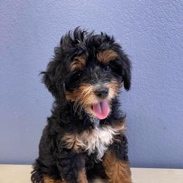Girl 2 - female Bernedoodle puppy in Waco, Texas from Doodles of Your Dreams (formerly Texana Doodles)