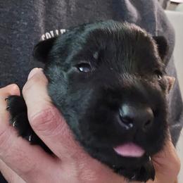 Female2 (LBIIIW) - Black female Scottish Terrier puppy in Conroe, Texas from Scotch McLaren Terriers