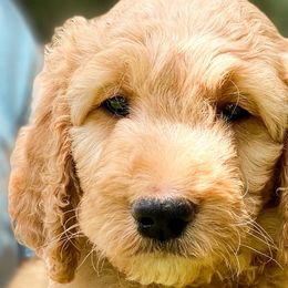 “Marigold” - Goldendoodle puppy in Gainesville, Florida from Peace, Love, and Doodles