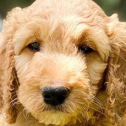 “Marigold” - Goldendoodle puppy in Gainesville, Florida from Peace, Love, and Doodles