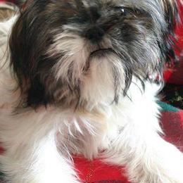 Shih Tzus from Shih Tzu Cottage