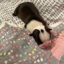 Luna - Black and white female Boston Terrier puppy in Imperial, Missouri from Boston Kup Breeders