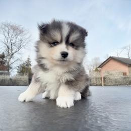 King - Black and white male Pomsky puppy in Long Grove, Illinois from Windy City Pomsky