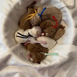 Boy 3 - male Goldendoodle puppy in Bradenton, Florida from Suncoast Goldendoodles