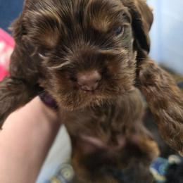 Yellow collar - Brown white and tan male Cocker Spaniel puppy in South Milwaukee, Wisconsin from South East Wisconsin cocker spaniels