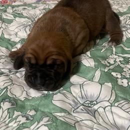 Maggie - Mahogany and white female Basset Hound puppy in Daleville, Alabama from Home Grown Basset Hounds of Alabama