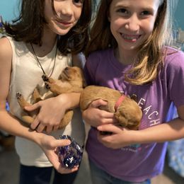 Labrador Retriever Puppies from Spring Water Labs of the Carolinas