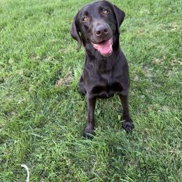 Halo - Labrador Retriever