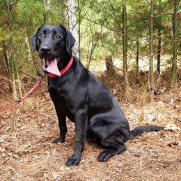 Kara - Labrador Retriever
