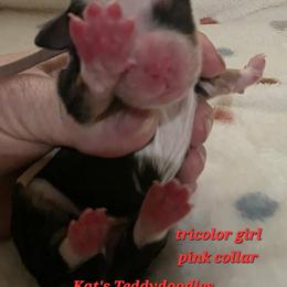 Girl 1 - Tri-color female Bernedoodle puppy in Schertz, Texas from Kat's Teddydoodles