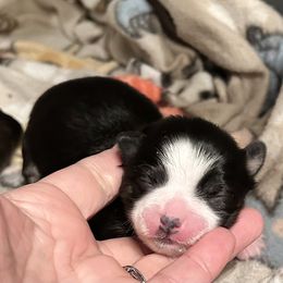 Jun - Black and white male Chinese Crested puppy in Henderson, Kentucky from Western Kentucky Chihuahua’s and Chinese Crested’s