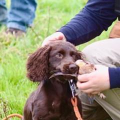 Boykin Spaniels and Chesapeake Bay Retrievers from Big Medicine Kennel