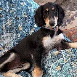 Nalini - Grey Collar - Black female Saluki puppy in Los Angeles, California from Srinagar Salukis