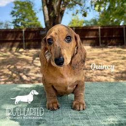 Quincy - Brindle female Dachshund puppy in Royse City, Texas from Truehearted Miniature Dachshunds