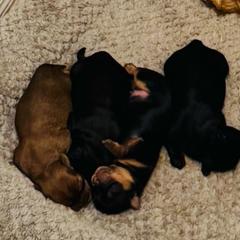 Boy 4 - Black male Shorkie puppy in San Tan Valley, Arizona from Great Mates