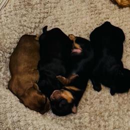 Boy 4 - Black male Shorkie puppy in San Tan Valley, Arizona from Great Mates