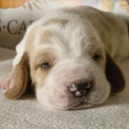 Penn - Red and white male Basset Hound puppy in Denison, Texas from Emma Lou's Baby Bassets