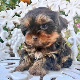 Teddy - Chocolate and tan male Yorkshire Terrier puppy in Yuma, Arizona from Yuma Yorkie