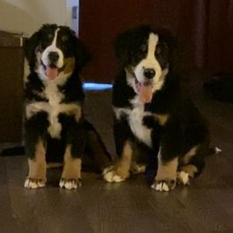 Bernese Mountain Dog Puppies from Bernese Bunker