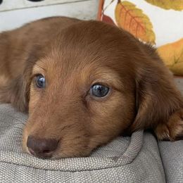 Cavapoos and Dachshunds from Whiteley Cavapoos & Dachshunds