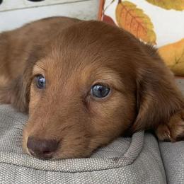 Cavapoos and Dachshunds from Whiteley Cavapoos & Dachshunds