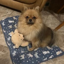 Symphony - Pomeranian