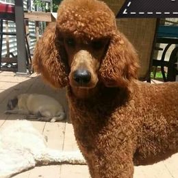 Poodles from Rufous Poodles