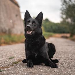 Hety - German Shepherd