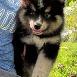 Thunder - Black and white male Pomsky puppy in Junction City, Ohio from JC Pups