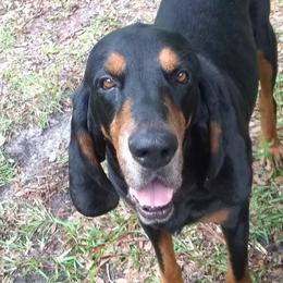 Black and Tan Coonhounds from Blackstone Valley Hounds
