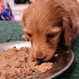 Dachshund Puppies from Queen City Dachshunds