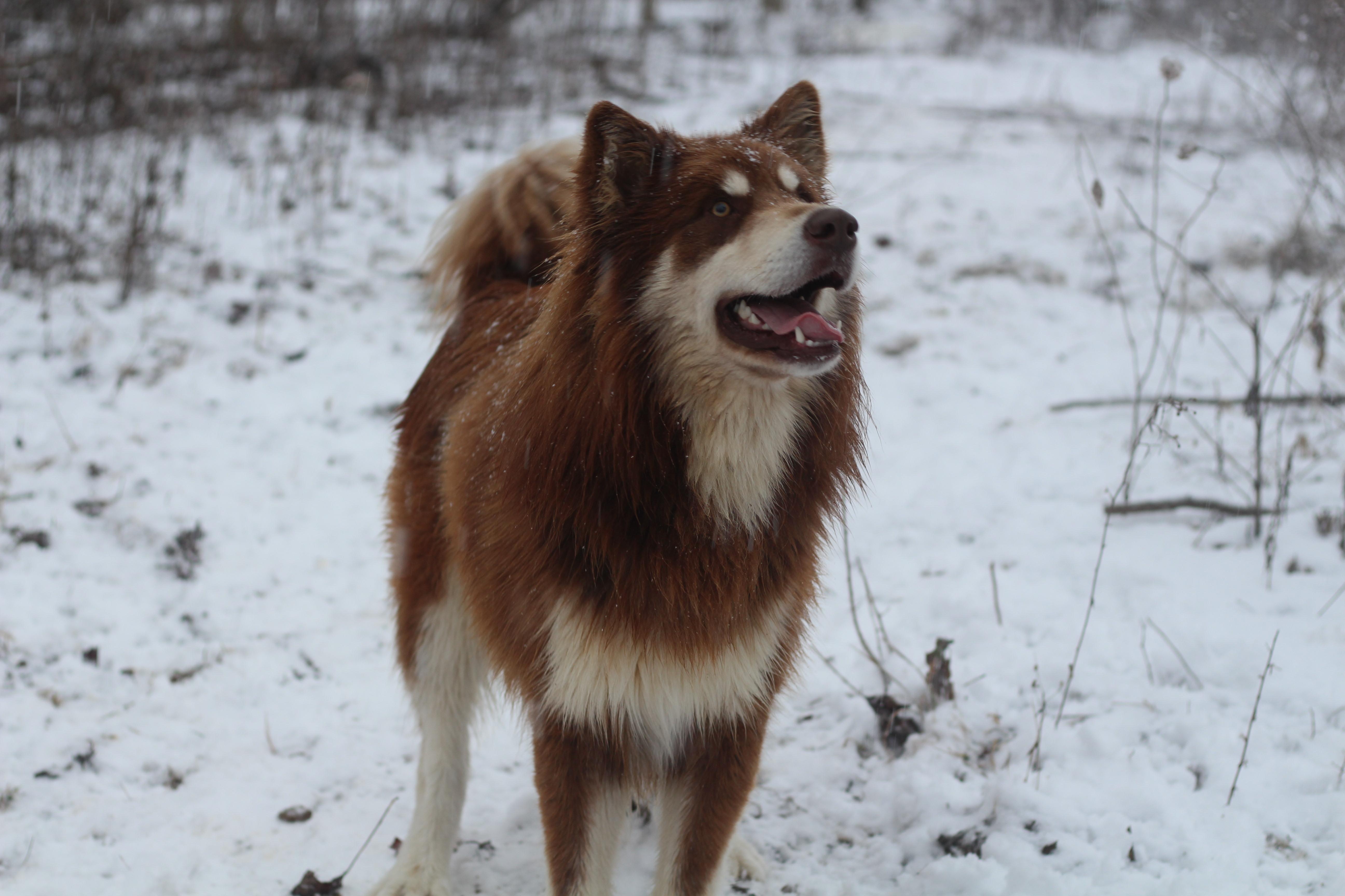 Kuma