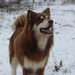 Kuma - Alaskan Malamute