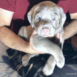 Dilute Retriever Puppies from DLime Ranch Silver Labs