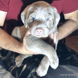 Dilute Retriever Puppies from DLime Ranch Silver Labs