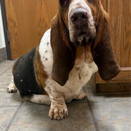 Josie - Basset Hound