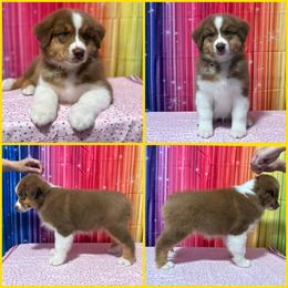 Yellow collar Girl - Red tri-color female Australian Shepherd puppy in Castle Rock, Washington from Zoolo Kennels “HOF”