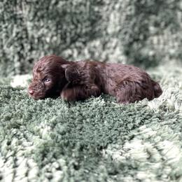 Frodo-Teacup - Brown male Poodle puppy in Purdy, Missouri from The Dynasty
