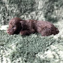 Frodo-Teacup - Brown male Poodle puppy in Purdy, Missouri from The Dynasty