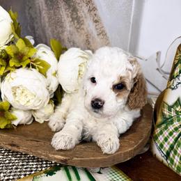 Tinkerbell - Parti female Goldendoodle puppy in Sheridan, Arkansas from Arkie Doodles