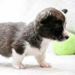 American Corgi, Cardigan Welsh Corgi, and Pembroke Welsh Corgi Puppies from Diamond Corgis