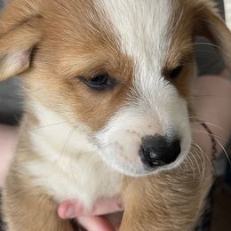 American Corgi and Pembroke Welsh Corgi Puppies from Emma’s Corgi’s