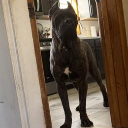 Doom - Cane Corso